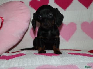 Miniature Dachshund dogs Maicee - Ad 31