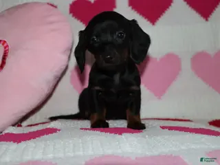 Miniature Dachshund dogs Maicee - Ad 26
