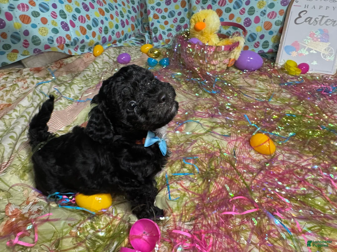 Toy Poodle dogs for sale: Beto - Ad 1