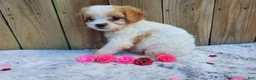 Cavachon dogs for sale: Blizzard - Ad 3