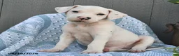 Mixed Breed dogs for sale: Cotton - Ad 1