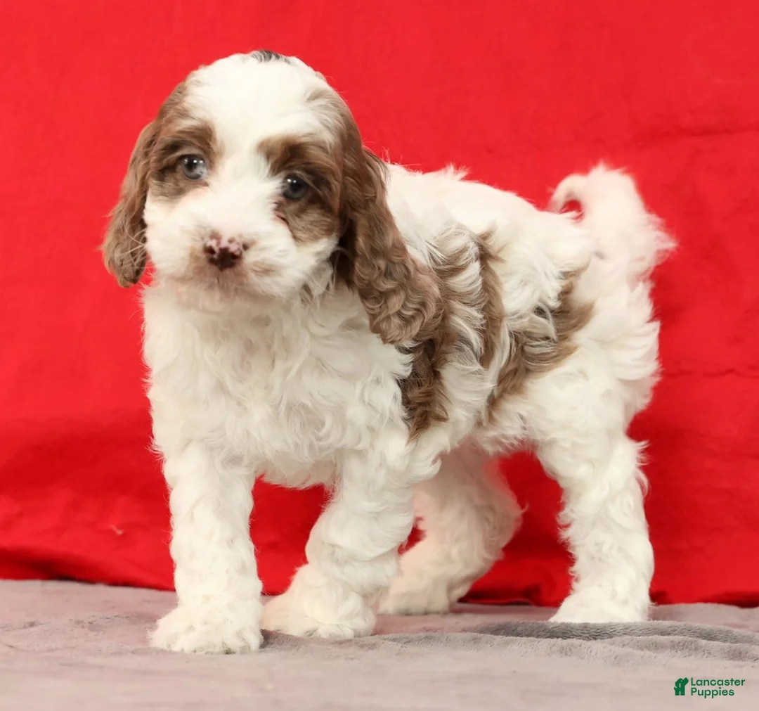 Cavapoo dogs for sale: Serena - Ad 6
