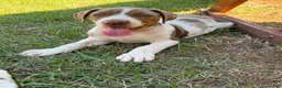 Catahoula Leopard Dog dogs for sale: Benelli “Nelli” - Ad 4