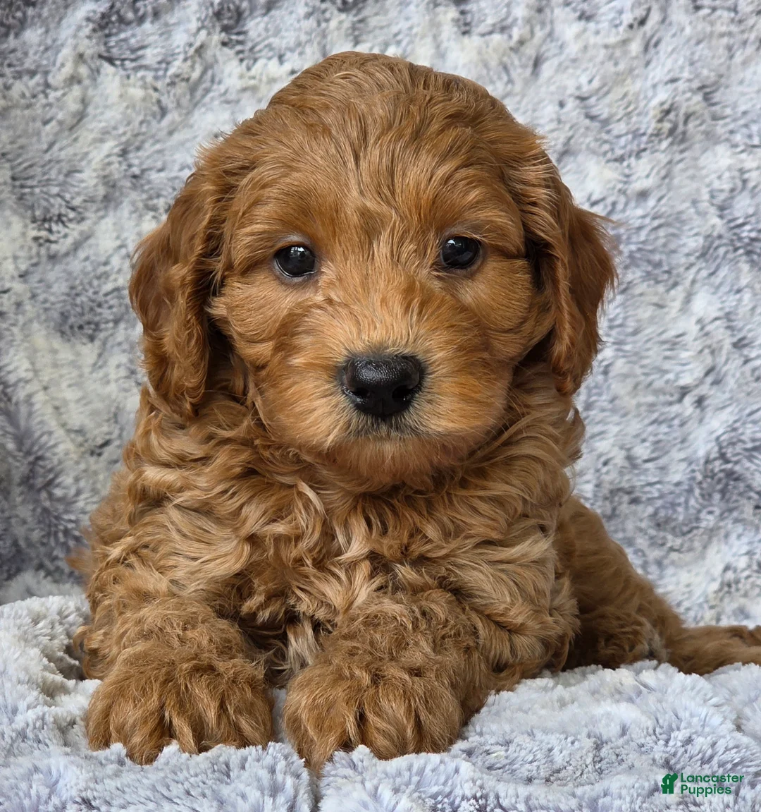 Cavapoo dogs for sale: Sunburst - Ad 4