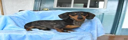 Miniature Dachshund dogs for sale: Buster - Ad 5