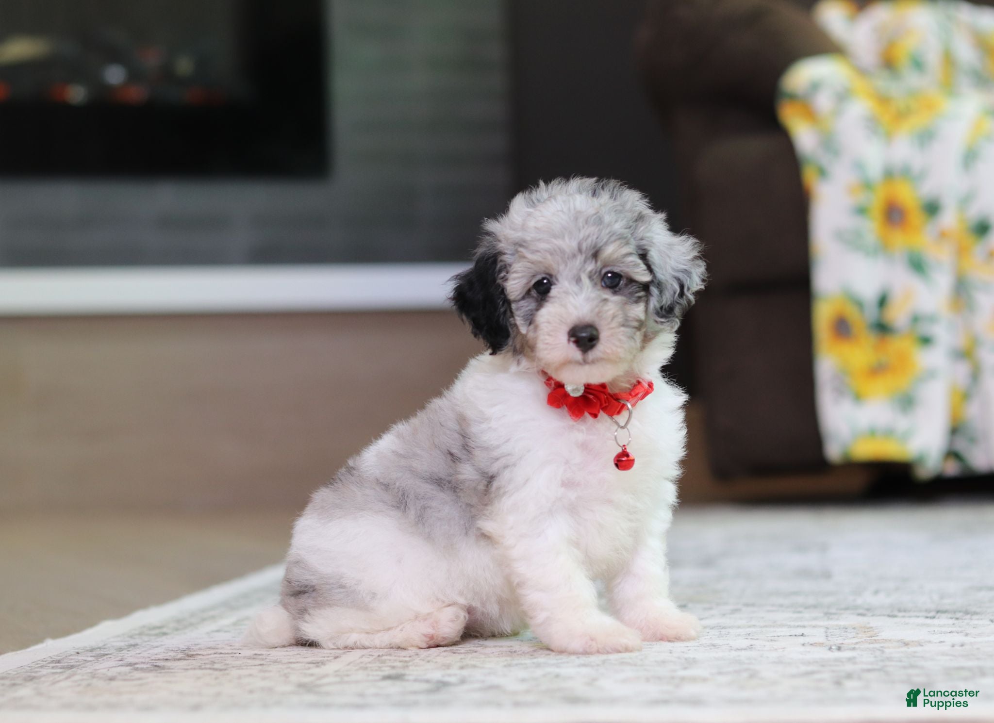 Miniature Poodle dogs Bella - Ad 1