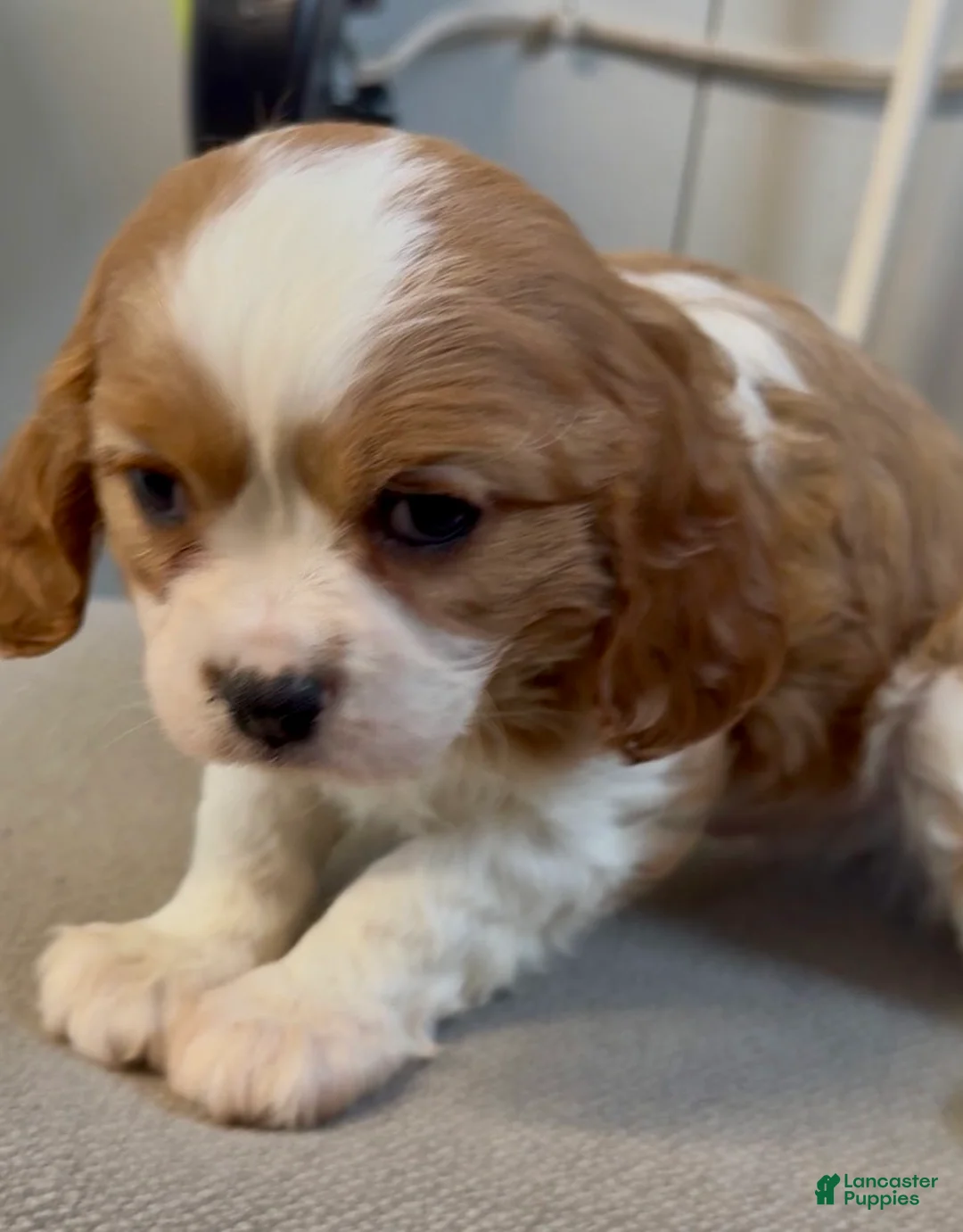 Cavalier King Charles Spaniel dogs for sale: Cain - Ad 3