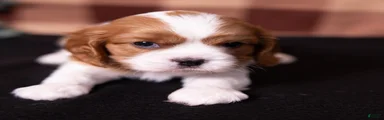 George