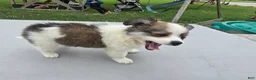Pomchi dogs for sale: Brandy - Ad 15