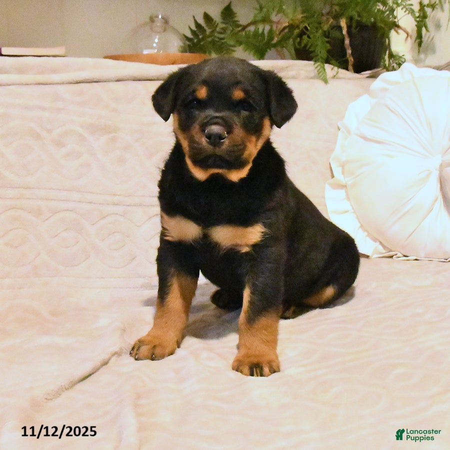 Rottweiler dogs Bear - Ad 36