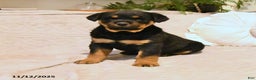 Rottweiler dogs for sale: Bear - Ad 1