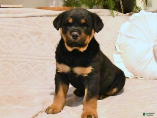 Rottweiler dogs Bear - Ad 39