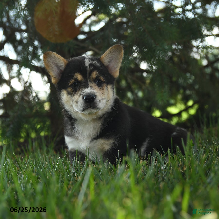 Mixed Breed dogs Apricot - Ad 1