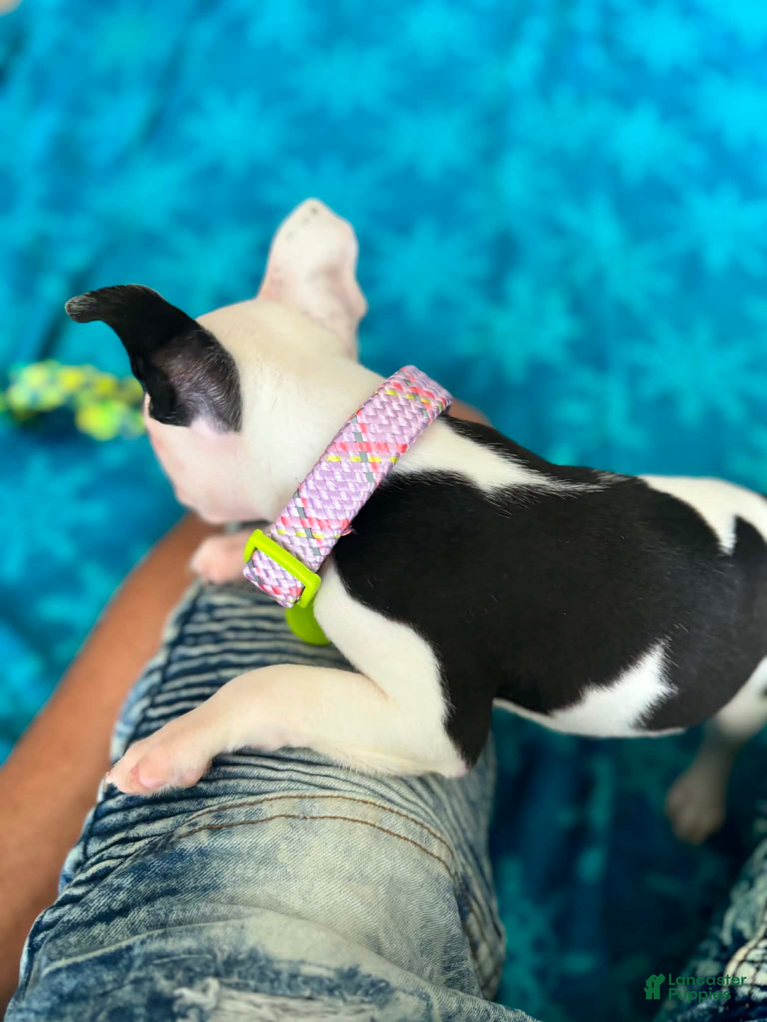Boston Terrier dogs for sale: Boston Terrier Puppy 3 - Ad 3