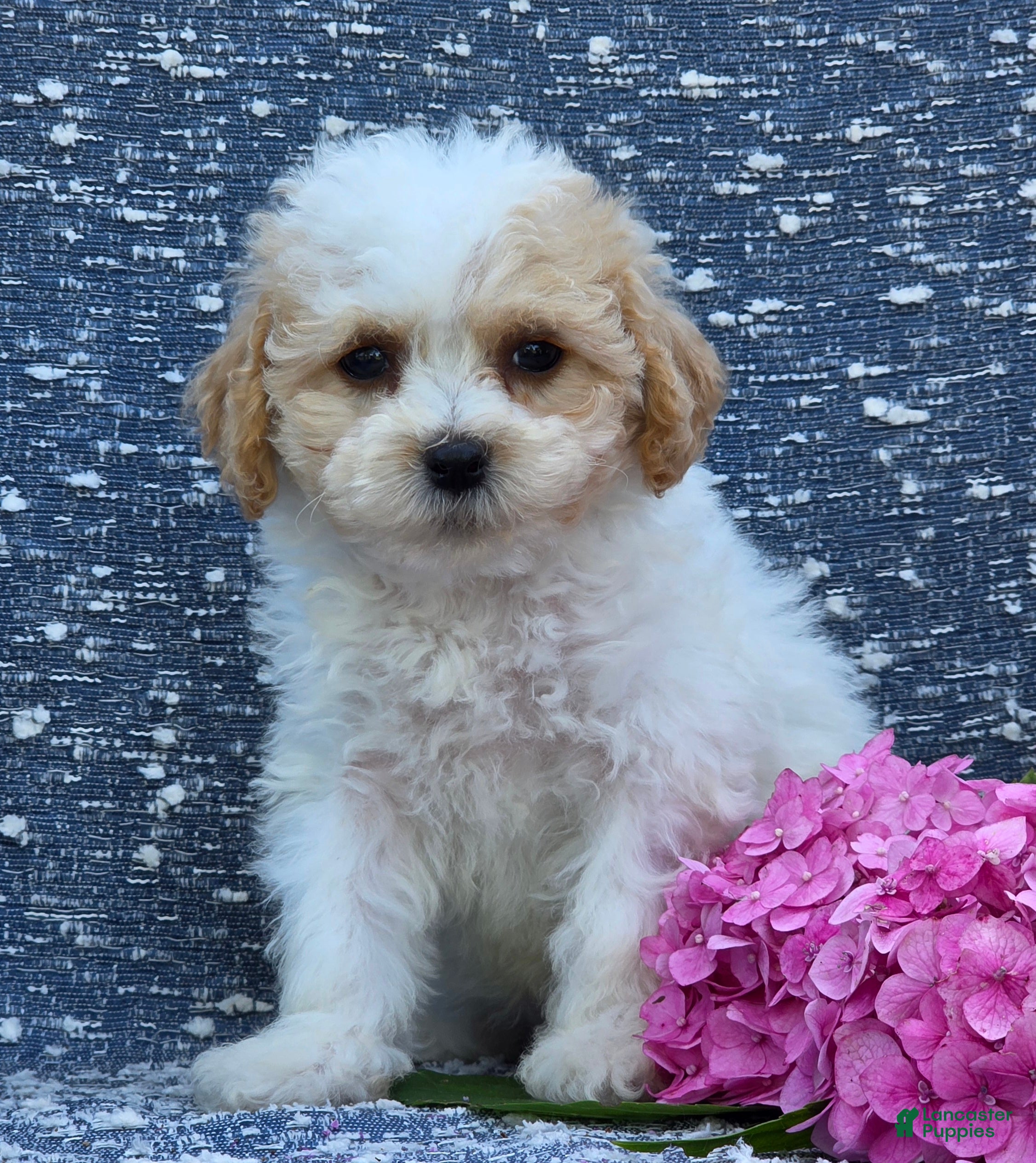 Bichpoo dogs Babe - Ad 1