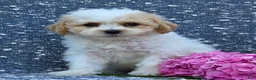 Bichpoo dogs for sale: Babe - Ad 1