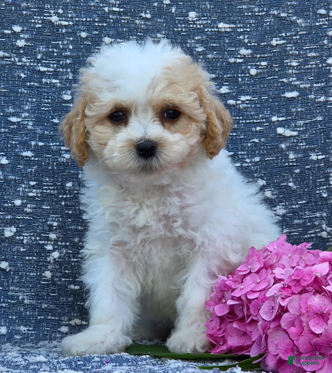 Bichpoo dogs for sale: Babe - Ad 1