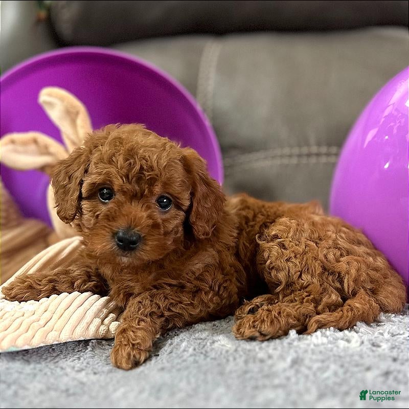 Mini Goldendoodle dogs Murphey (Micro Mini Boy) - Ad 2