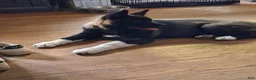 Akita dogs for sale: Yuki the Akita! - Ad 28