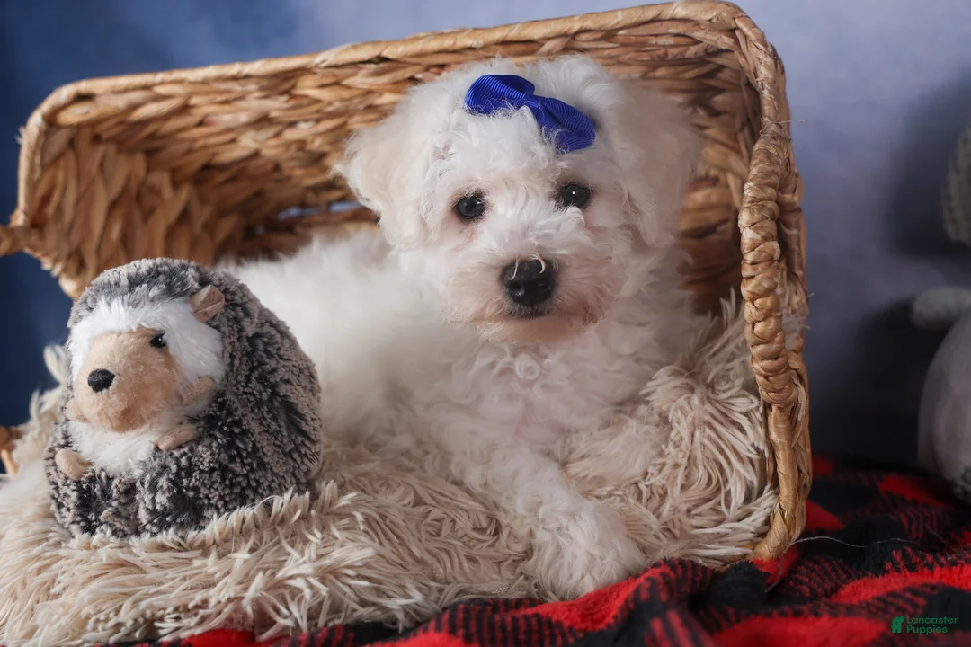Bichon Frise dogs for sale: Dakota - Ad 17