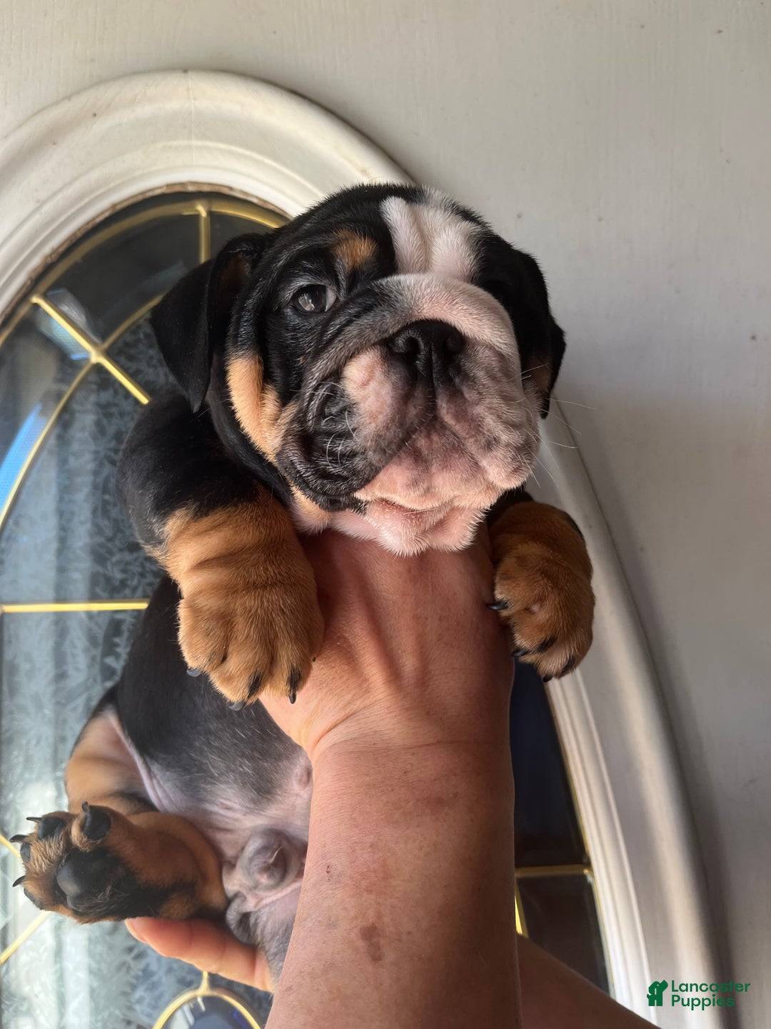 English Bulldog dogs for sale: English Bulldog Puppy 4 - Ad 4