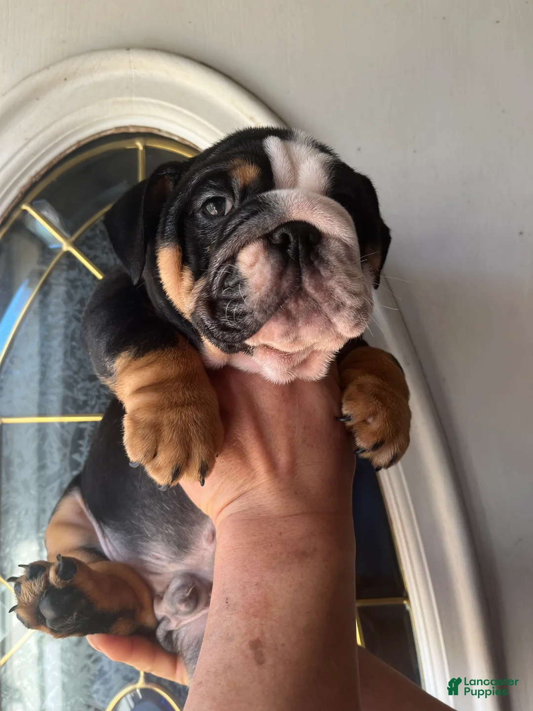 English Bulldog dogs for sale: English Bulldog Puppy 2 - Ad 7