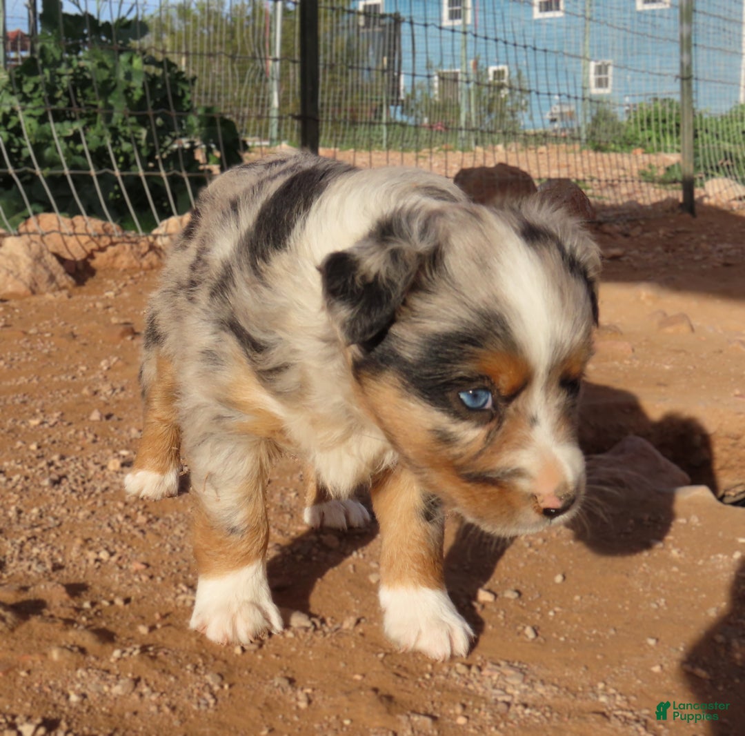 Miniature Australian Shepherd dogs for sale: 1 - Second blue merle girl with 1.5 blue eyes - Ad 4