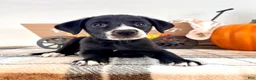 Border Collie dogs for sale: Hazel - Ad 2