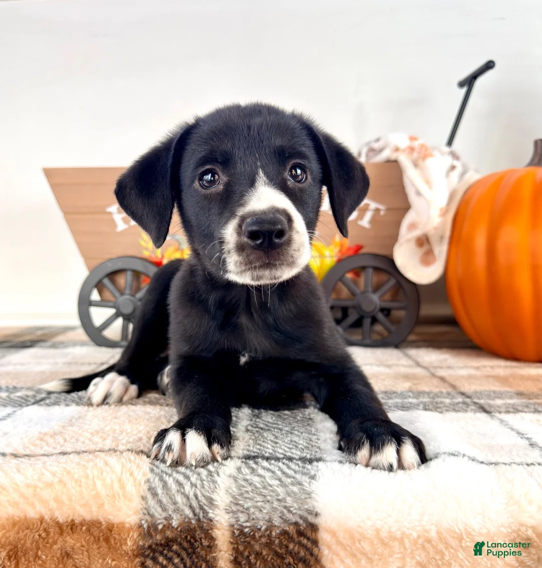 Border Collie dogs for sale: Hazel - Ad 2