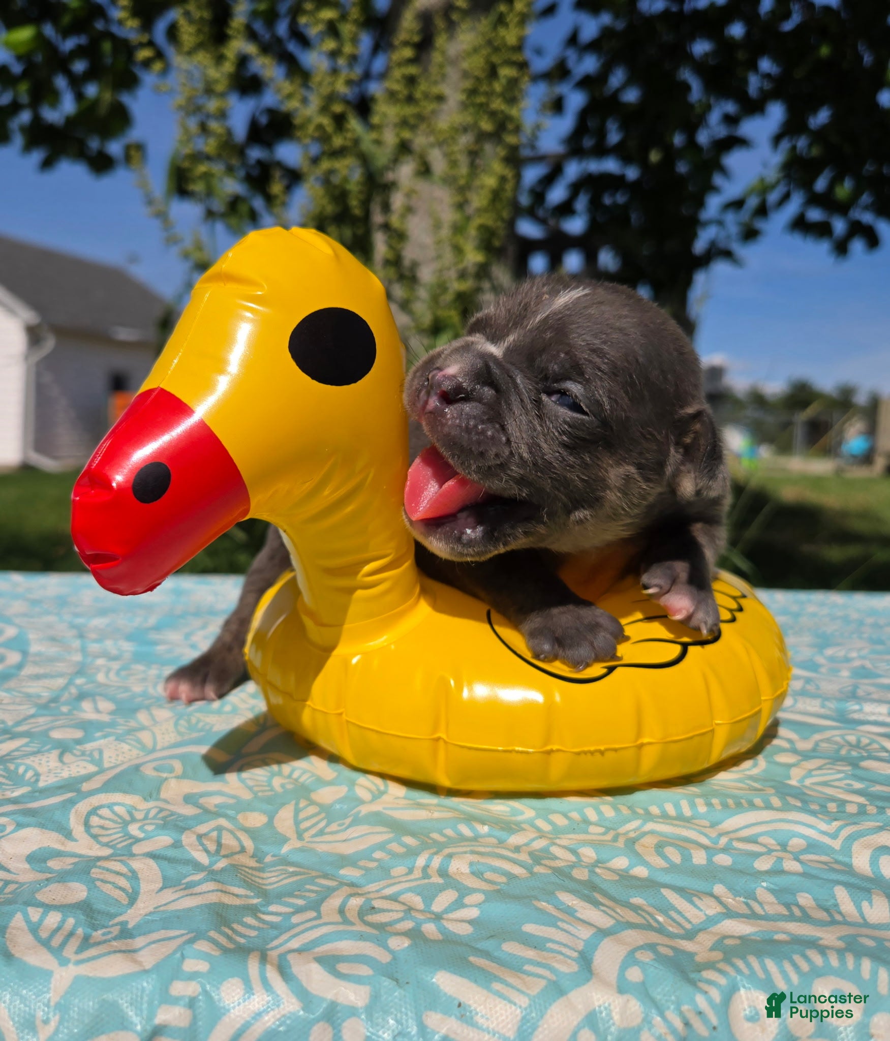 Olde English Bulldogge dogs Ryder - Ad 1