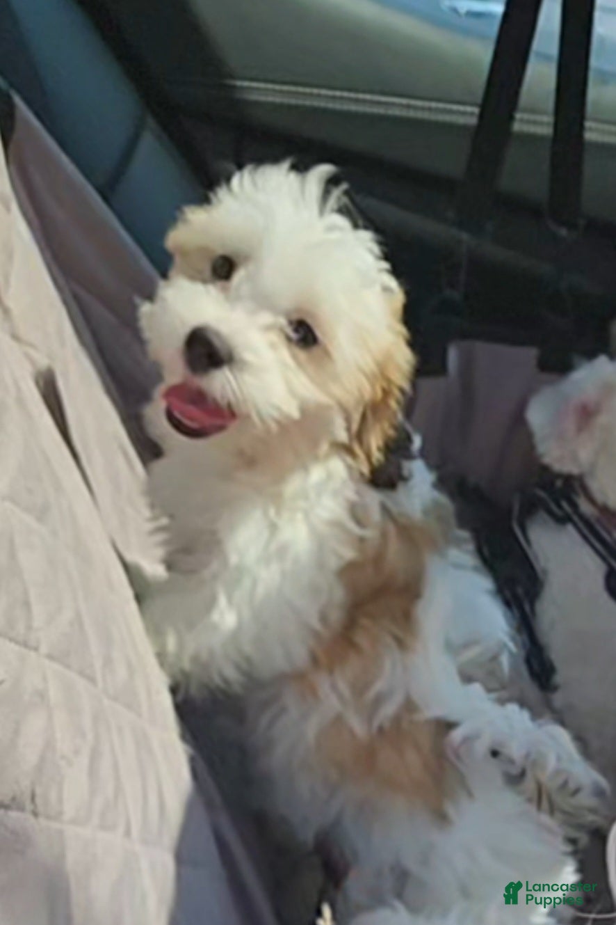 Shihpoo dogs King (Mr. Spots) - Ad 41