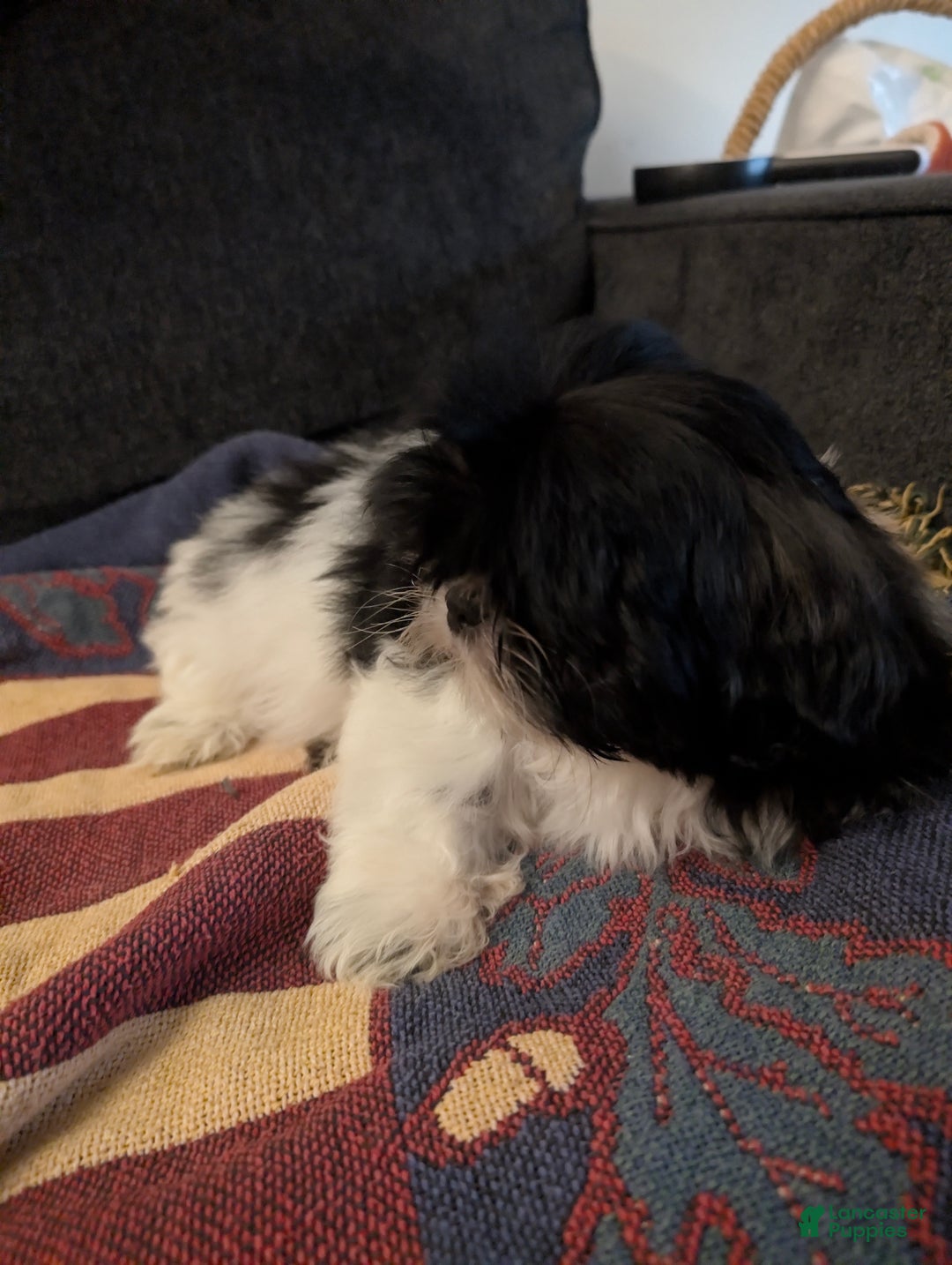 Shih Tzu dogs for sale: Shih Tzu Puppy 3 - Ad 6