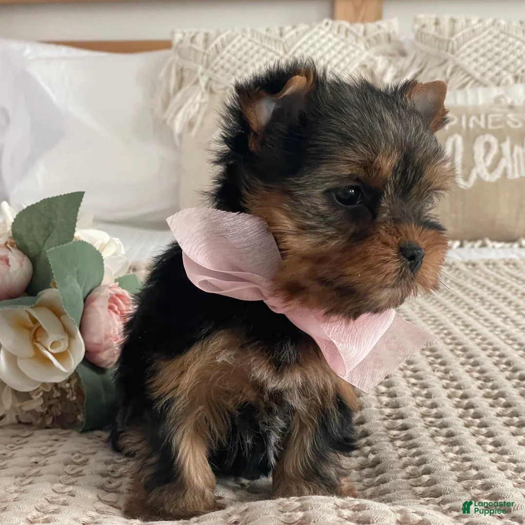 Yorkshire Terrier dogs for sale: Nita - Ad 10