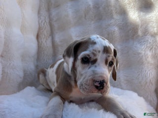 Great Dane dogs Snuggler - Ad 5