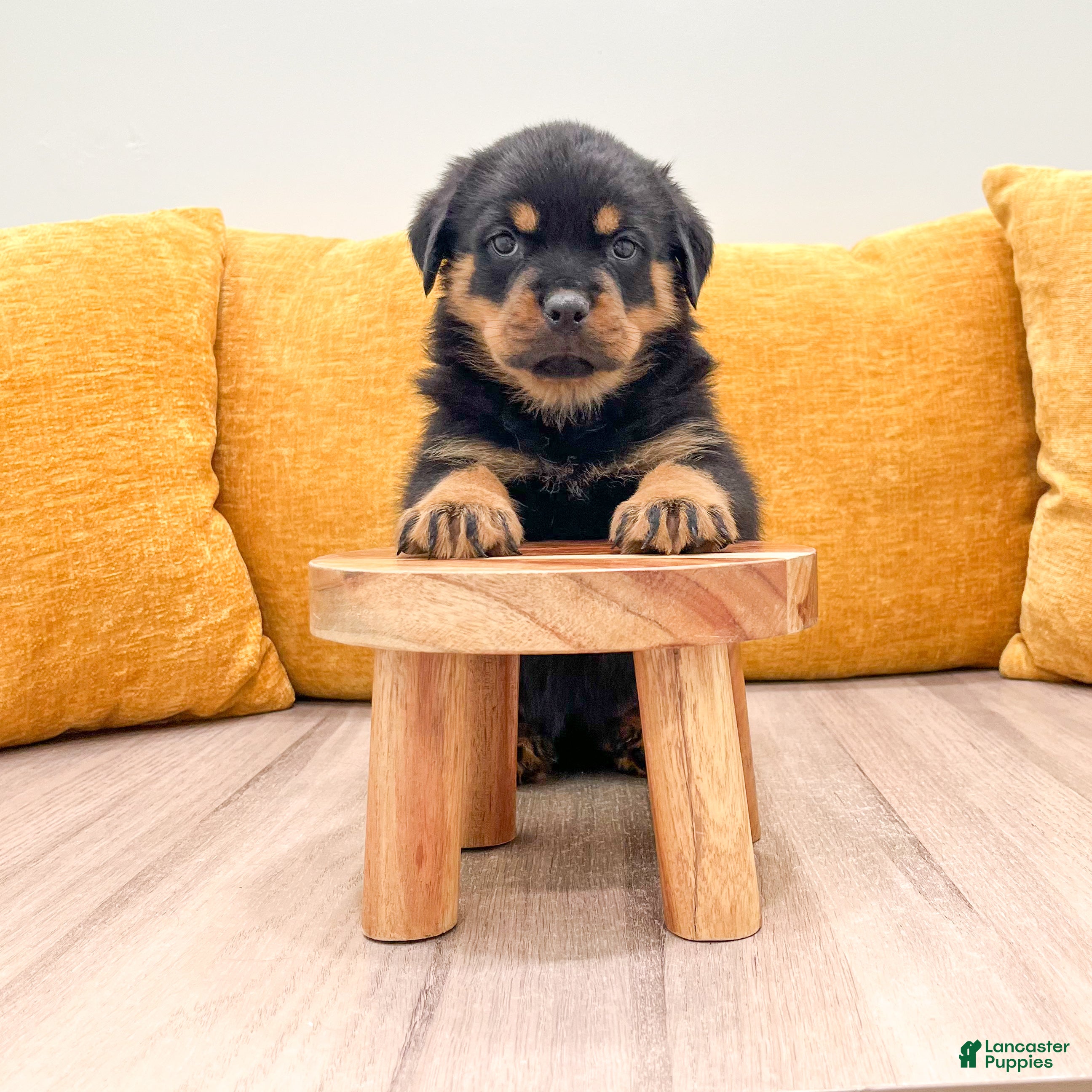 Rottweiler dogs Finley - Ad 2
