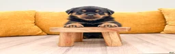 Rottweiler dogs for sale: Finley - Ad 2