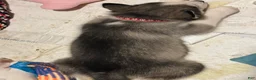 Siberian Husky dogs for sale: Red - Ad 2