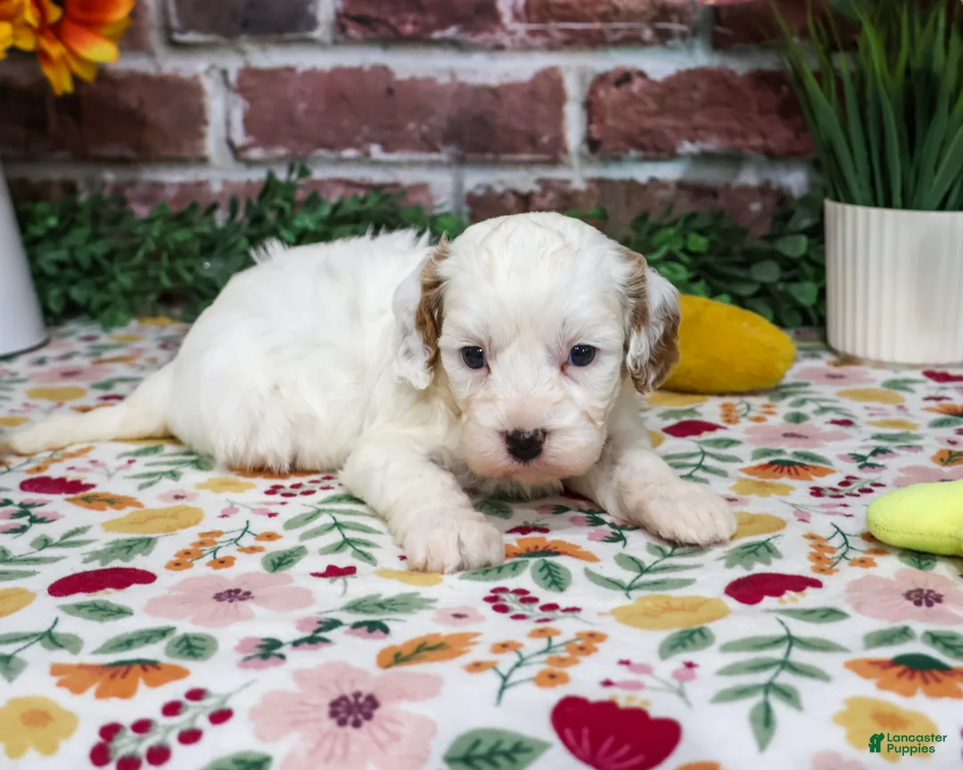 Cavapoo dogs for sale: April - Ad 2