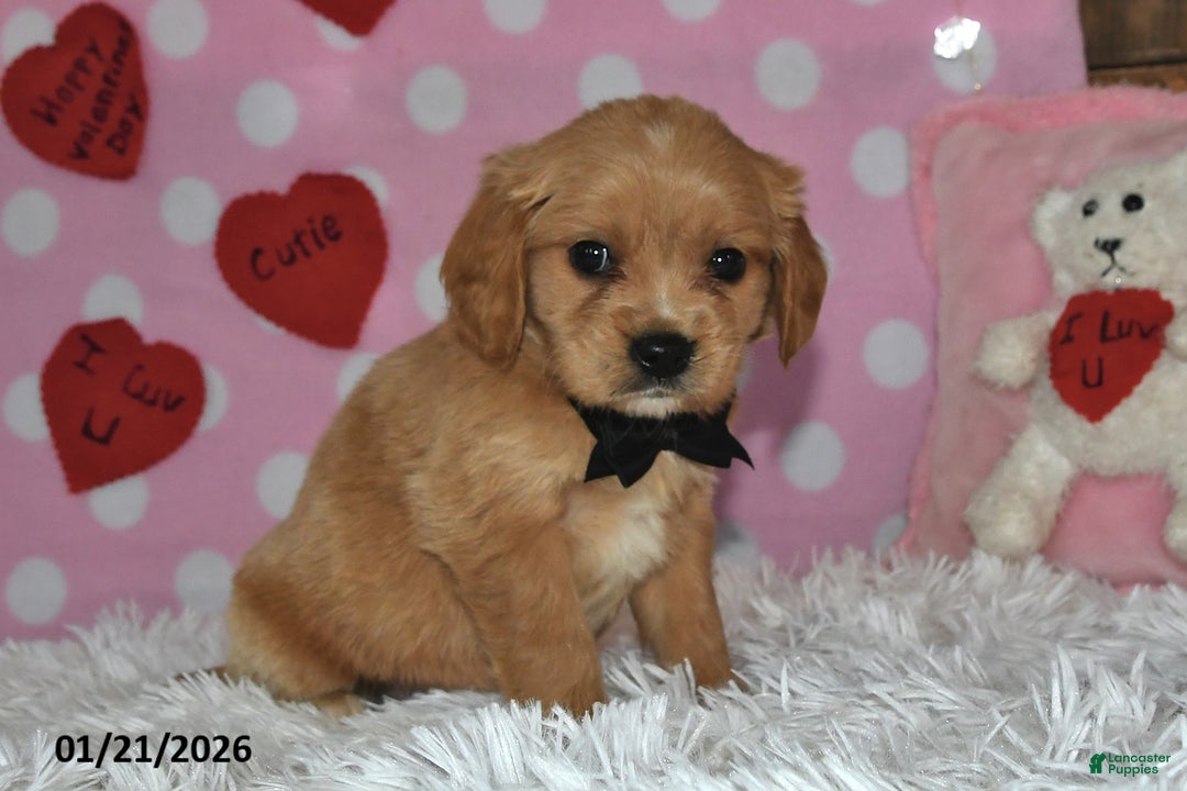 Miniature Golden Retriever dogs for sale: Reese - Ad 5