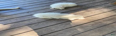 Great Pyrenees 3