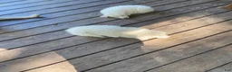 Great Pyrenees dogs for sale: Great Pyrenees 3 - Ad 1