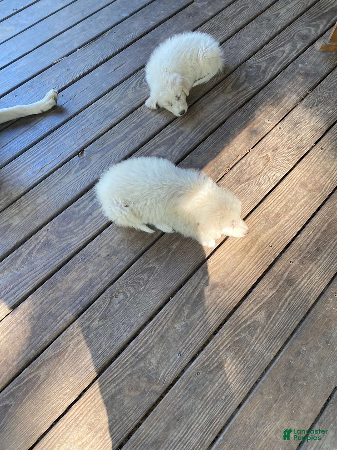 Great Pyrenees dogs for sale: Great Pyrenees 3 - Ad 1
