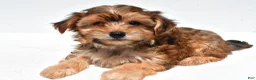 Yorkiepoo dogs for sale: Jip - Ad 3