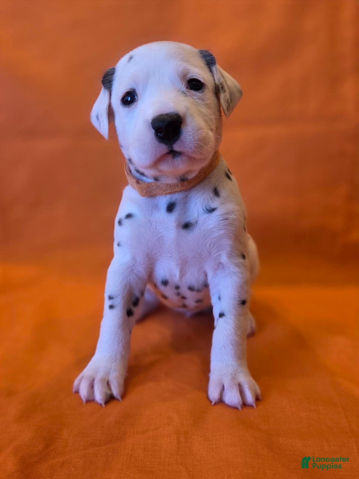 Dalmatian dogs Orange - Ad 2