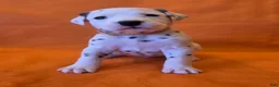 Dalmatian dogs for sale: Orange - Ad 2