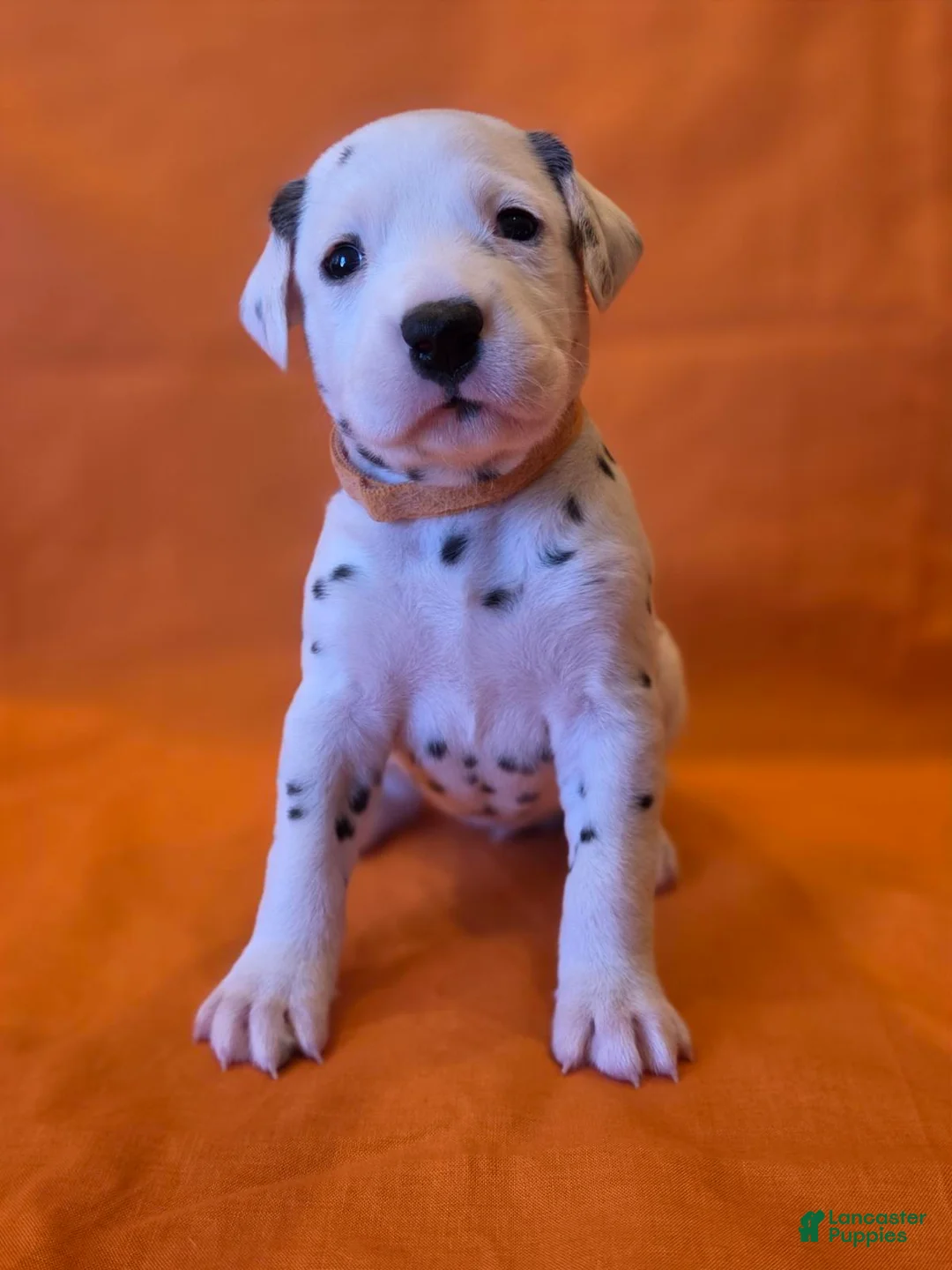 Dalmatian dogs for sale: Orange - Ad 2