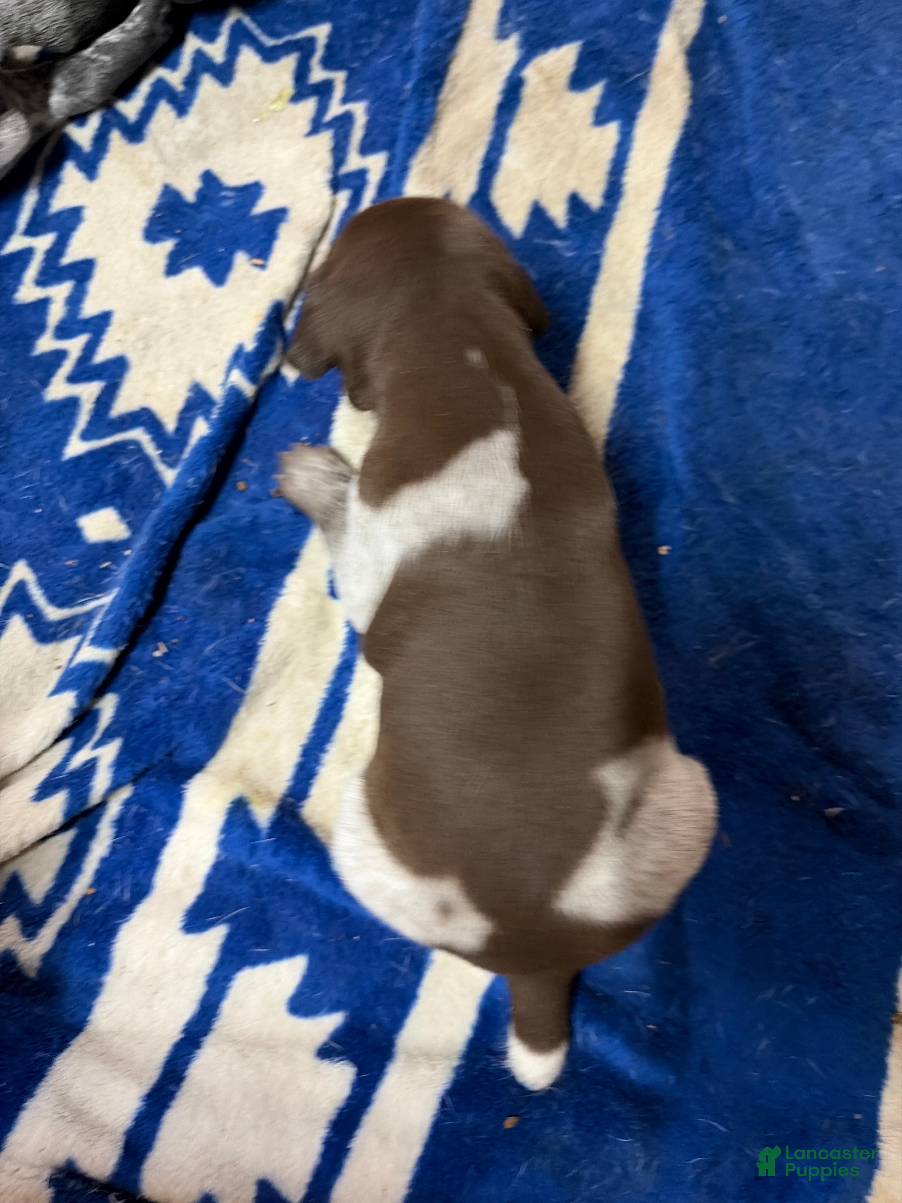 German Shorthaired Pointer dogs German Shorthaired Pointer 3 - Ad 40
