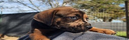 Catahoula Leopard Dog dogs for sale: Tala 2025 Male 2 - Ad 5