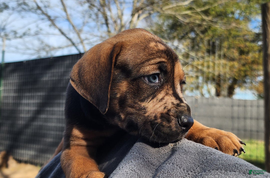 Catahoula Leopard Dog dogs for sale: Tala 2025 Male 2 - Ad 5