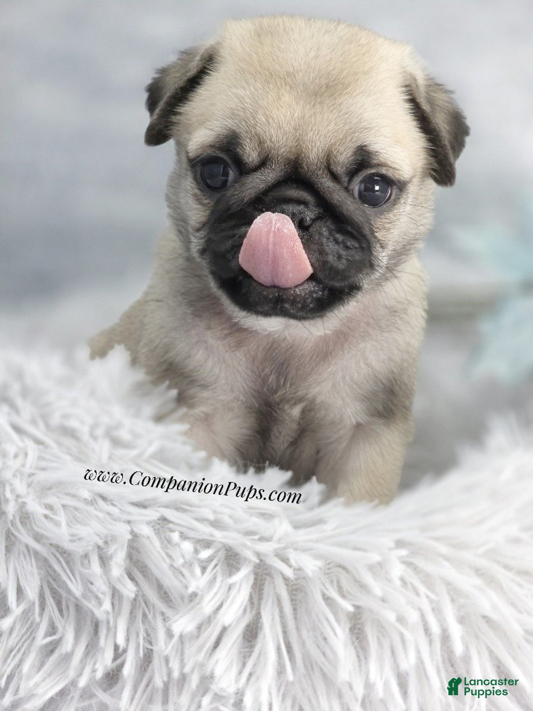 Pug dogs for sale: Green Collar - Fawn Male Pug Puppy - Ad 1